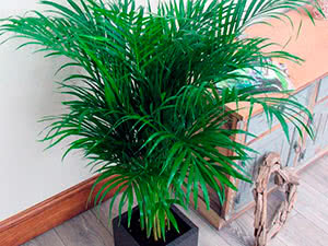 Areca palm: hjemmepleie