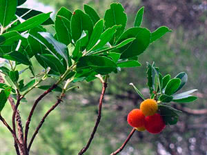 Arbutus-treet