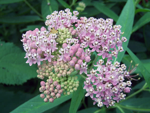 Inkarnert bomullsgress (Asclepias incarnata)