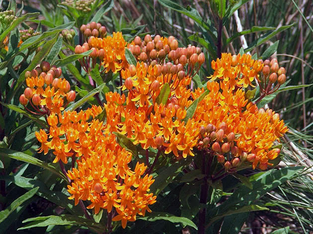 Tuberøs bomullsull (Asclepias tuberosa)