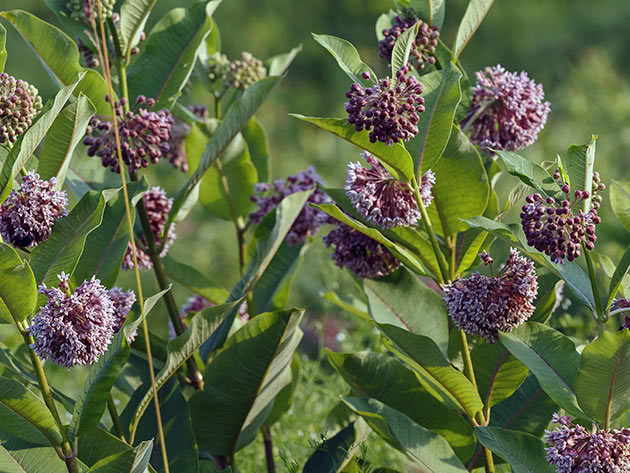 Syrisk bomullsull (Asclepias syriaca)