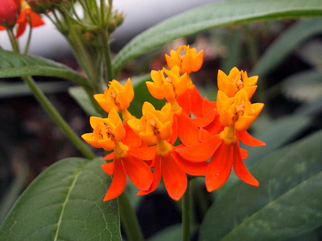 Curassavian bomullsull (Asclepias curassavica)