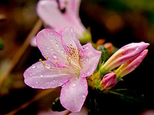 Voksende azalea hjemme