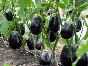 Voksende aubergine