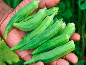 Okra plante