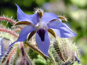 Borago eller agurkgress: planting og stell