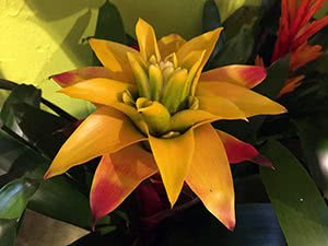 Bromeliad plante: hjemmepleie