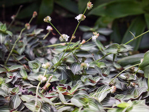 Callisia elegans