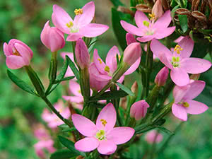 Centaury plante: planting og stell i det åpne feltet