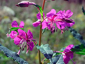 Herb ivan-tea (fireweed) - påføring og dyrking