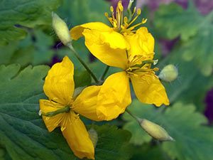 Voksende celandine i det åpne feltet