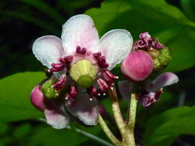 Paraply vinter-elsker (Chimaphila umbellata)