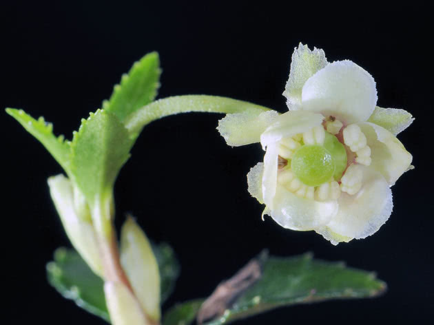 Japansk vinterkatt (Chimaphila japonica)