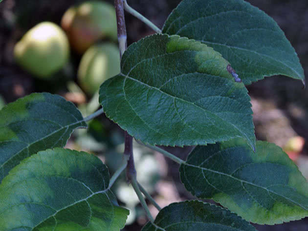 Metoder for å bekjempe klorose på planter