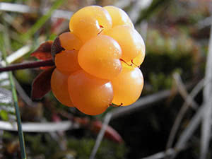 Cloudberry bær - planting og stell