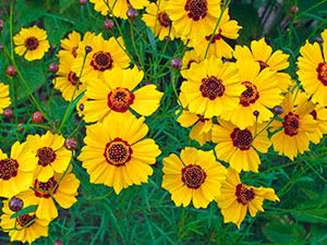 Coreopsis blomst: planting og stell