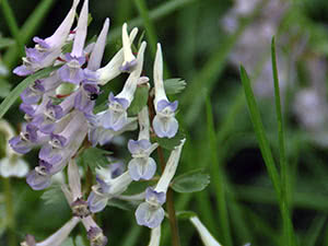 Corydalis vokser i det åpne felt