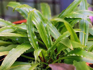 Cryptocoryne plante: hjemmepleie