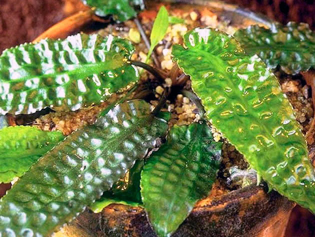 Cryptocoryne hudoroi