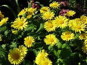 Doronicum blomst: planting og stell