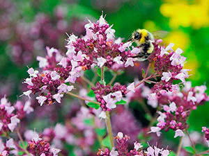 Oregano plante - vokser