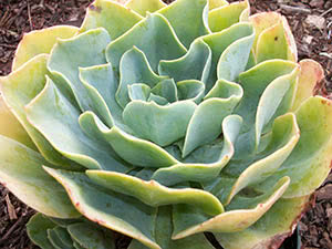 Echeveria plante: hjemmepleie