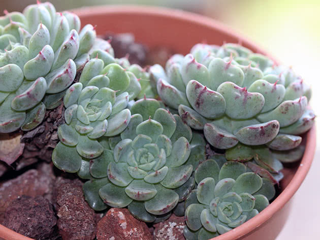 Å dyrke og ta vare på echeveria hjemme