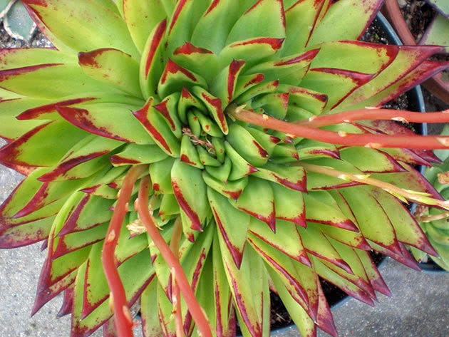 Echeveria agave (Echeveria agavoides)