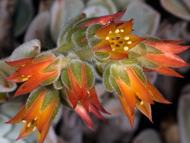 Echeveria hvithåret (Echeveria leucotricha)