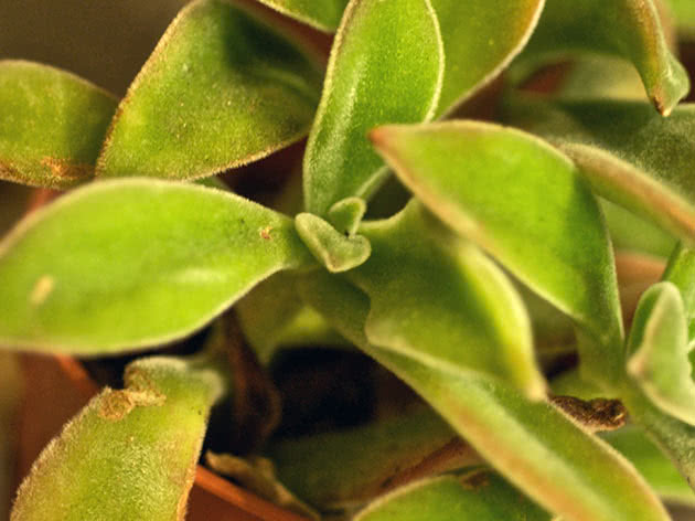 Echeveria crimson (Echeveria coccinea)