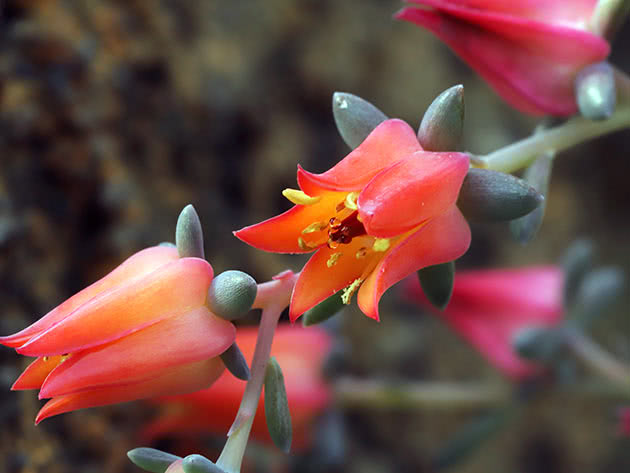 Echeveria skader (Echeveria harmsii)