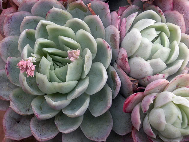 Echeveria grasiøs (Echeveria elegans)