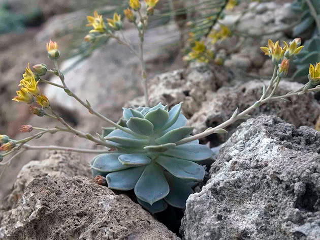 Echeveria multicaulis (Echeveria multicaulis)