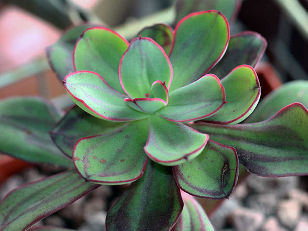 Echeveria nodular (Echeveria nodulosa)