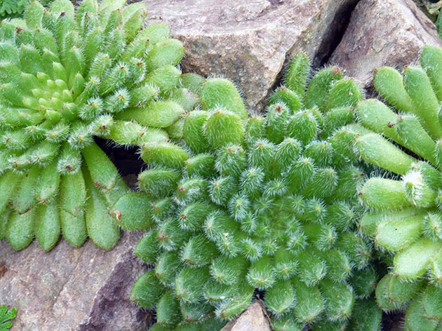 Echeveria børstet (Echeveria setosa)