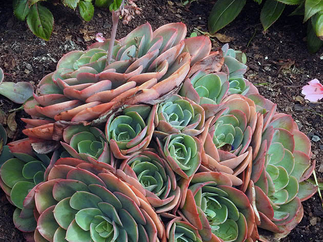 Echeveria flislagt (Echeveria × imbricata)