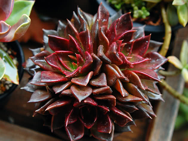 Echeveria Crni princ