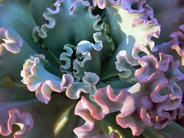 Echeveria pukkelblomstrede perle i Nürnberg (Echeveria × gibbiflora)