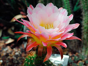 Echinopsis kaktus hjemme