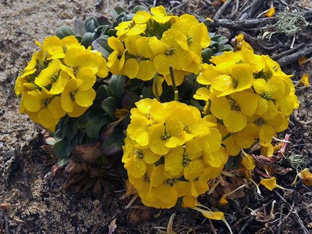 Planting og stell av gulsott i hagen