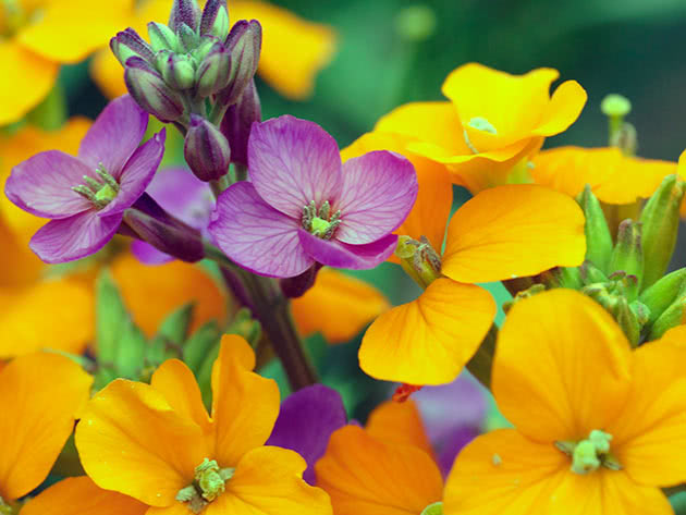 Allioni gulsott (Erysimum x allionii = Cheiranthus x allionii)