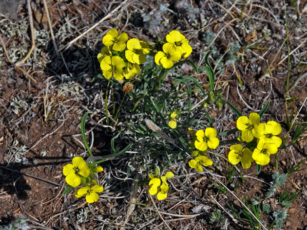 Gul gulsott (Erysimum flavum)