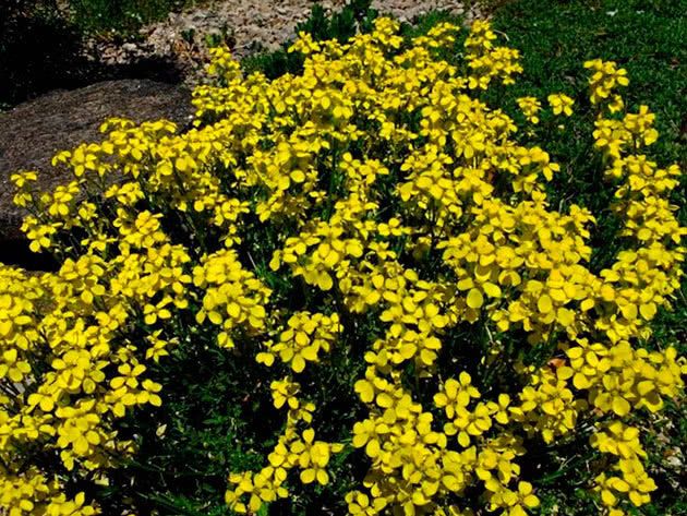 Ganske gulsott (Erysimum pulchellum)