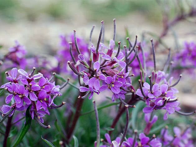 Pallas žutica (Erysimum pallasii)