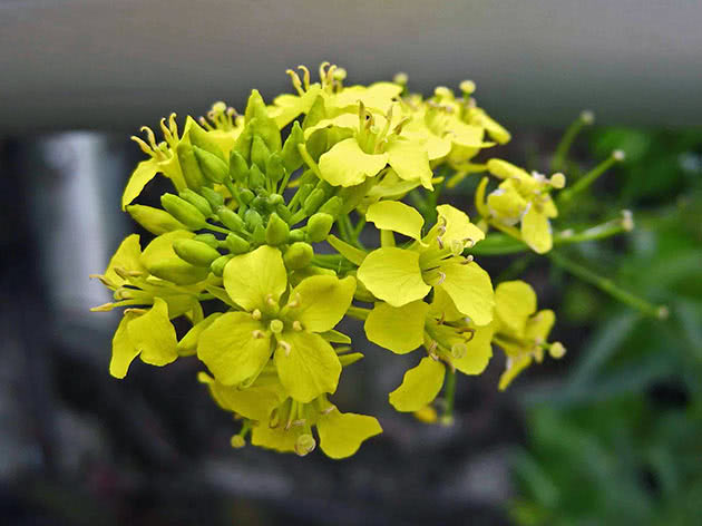 Levkoy gulsott (Erysimum cheiranthoides)