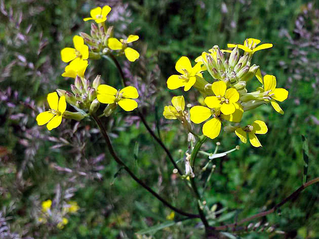 Spredning av gulsott (Erysimum diffusum),