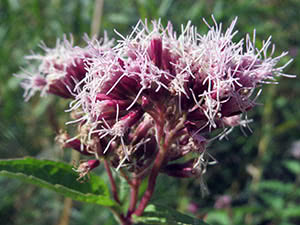 Stengelblomst: planting og stell