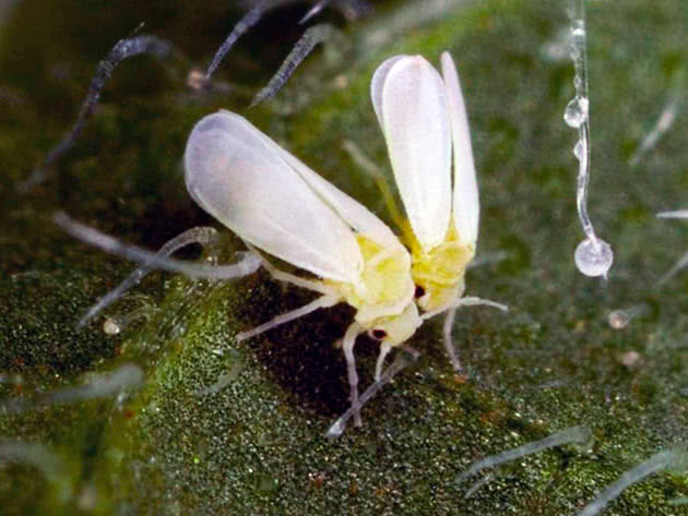 Whitefly