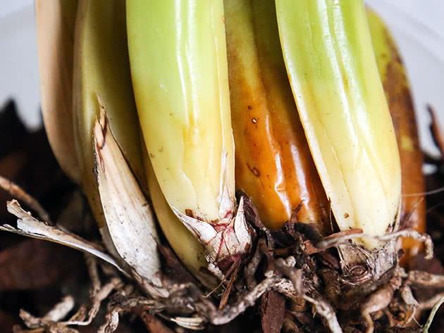 Forberedelser og rettsmidler for fusarium