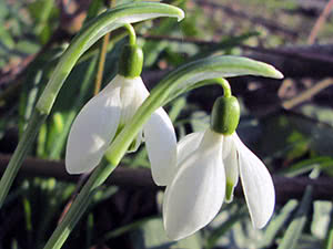 Snowdrop plante - vokser i hagen